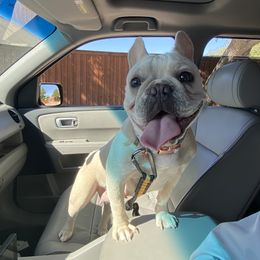 French Bulldog Puppies from Mathew Household Frenchies