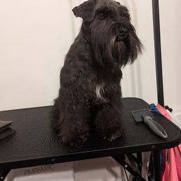 Miniature Schnauzer All Grown Up from Menage Miniatures