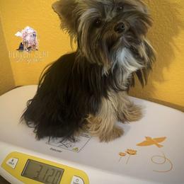 Wednesday - Black and gold female Yorkshire Terrier puppy in Riverside, California from Heaven_sent_toy_yorkies