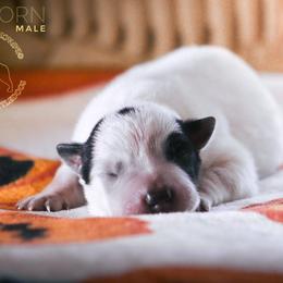 Aragorn (AKC) - Blue male Australian Cattle Dog puppy in Marana, Arizona from Impact 3rd Australian Cattle Dogs