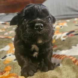 Clair de lune - Black and white female French Bulldog puppy in Bend, Oregon from High Lakes Frenchies