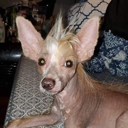 Marley - Chinese Crested