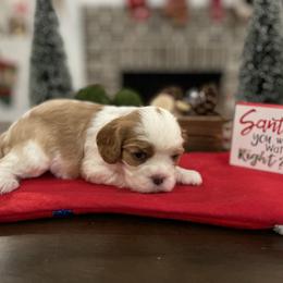 Cavalier King Charles Spaniel Puppies from Ridgefield Cavaliers