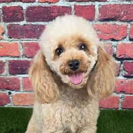 Taffy - Poodle