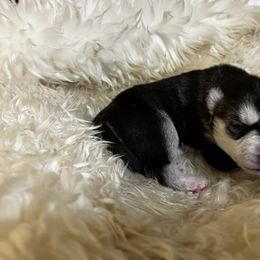 Goldendoodle and Siberian Husky Puppies from All American Pups