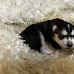 Goldendoodle and Siberian Husky Puppies from All American Pups