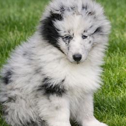 Shetland Sheepdog puppies from Kaytea Shelties