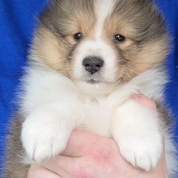 Kindle - Sable and white female Shetland Sheepdog puppy in Seminole, Oklahoma from Symphony Shelties