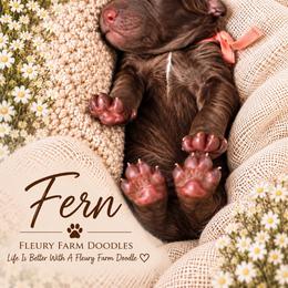 Fern - Brown female Whoodle puppy in Knoxville, Tennessee from Fleury Farm Doodles TN
