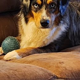 Miniature Australian Shepherd and Toy Australian Shepherd Puppies from Miller Hill Aussies