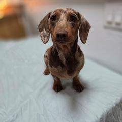 Slink - Dachshund