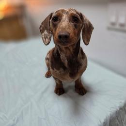 Slink - Dachshund