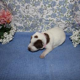 Judith - Red speckled female Australian Cattle Dog puppy in Casa Grande, Arizona from Sonoran Dogz