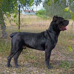 Stetson - Cane Corso