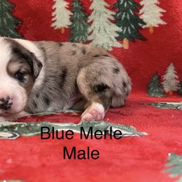 Blue merle male 2 - Blue merle male Miniature Australian Shepherd puppy in Connelly Springs, North Carolina from Appalachian Aussies
