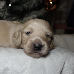 Ivy - Cream female Dachshund puppy in Texarkana, Texas from Millys Pups
