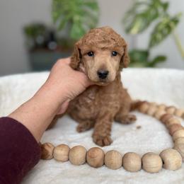Frost - Cream male Poodle puppy in Monetta, South Carolina from Moonrise Poodles