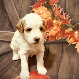 Vixen - Blenheim female Cavapoo puppy in Bradenton, Florida from Christianna’s Mini Goldendoodles