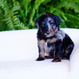Half n half - Merle male Bernedoodle puppy in Washington from Doodle Love