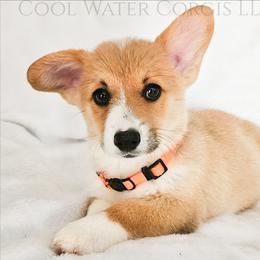 Confetti - Red female Pembroke Welsh Corgi puppy in Kiowa, Colorado from Cool Water Corgis LLC