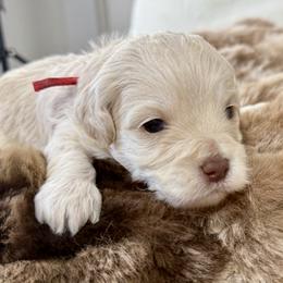 Snickerdoodle- Red Boy - male Australian Mountain Doodle puppy in Highland, Utah from Angel Pups Deluxe