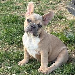 Bentley - Blue fawn male French Bulldog puppy in Temple, Texas from Teak’s Texas Frenchie’s