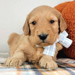 Heath - Apricot male Goldendoodle puppy in Temecula, California from Oodles O'Doodles