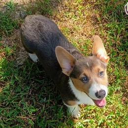 Ivy AKC registered - Blue female Pembroke Welsh Corgi puppy in Montgomery County, Tennessee from Anita’s little Corgi Haven