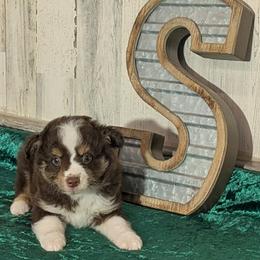 Ella - Red tri female Miniature Australian Shepherd puppy in Lufkin, Texas from Texas Lil Cowdogs