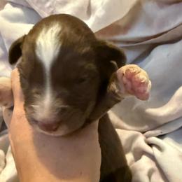 Meg - Red tri-color female Australian Shepherd puppy in Four Oaks, North Carolina from RoseWest Farms