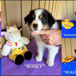 Australian Shepherd Puppies from Great Spirit Aussies