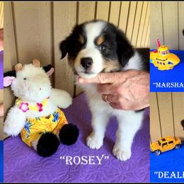 Australian Shepherd Puppies from Great Spirit Aussies