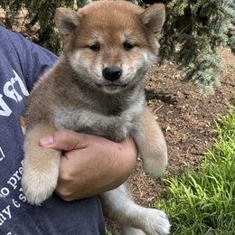 Yoda - Red male Shiba Inu puppy in Winthrop, Minnesota from Kayobi Shibas