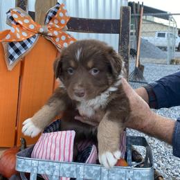 Aussiedoodle, Australian Shepherd, Miniature American Shepherd, and Poodle Puppies from Mammydoodles282