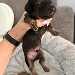 Boy 3 - Cream male Dachshund puppy in Cottonwood, Arizona from JuniperWood Dachshunds