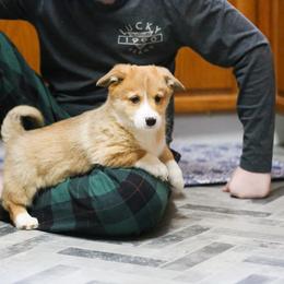 Male 3 WITH TAIL - Red male Pembroke Welsh Corgi puppy in Hale, Michigan from All Hale Corgis