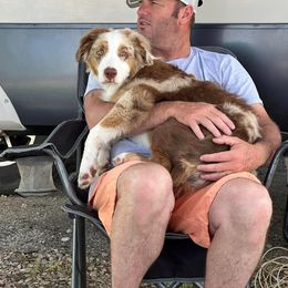 "Drake- Oakley X Magic" Australian Shepherd Puppies from Janovsky Australian Shepherds- AKC Registered