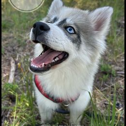 Runamok Where There's Smoke (Smokey) - Wolf sable male Pomsky puppy in St. Maries, Idaho from Runamok Farm