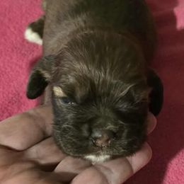 Boy 1 - Sable male Cocker Spaniel puppy in Comfort, Texas from D&D Hill Country Cockers and Chihuahuas