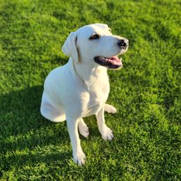 Aspen - Labrador Retriever