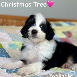 Christmas Tree - Black tri-color female Aussiedoodle puppy in Lancaster, Minnesota from Finney Ranch