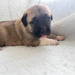 Boy 2 - Fawn male Anatolian Shepherd Dog puppy in Avon Park, Florida from Sandy Pines Homestead
