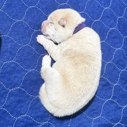 Kumo - Cream male Shiba Inu puppy in Inverness, Florida from Shore Thing Shiba’s
