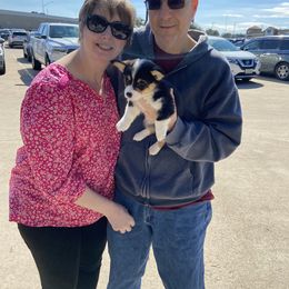 Pembroke Welsh Corgi Puppies from Loves Classic Corgis