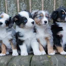 Miniature American Shepherds and Miniature Australian Shepherds from Impression Dogs