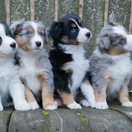 Miniature American Shepherds and Miniature Australian Shepherds from Impression Dogs