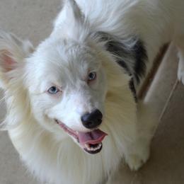 Pembroke Welsh Corgi puppies from Wildlings & Wild Things Homestead
