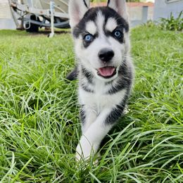 Maltese and Siberian Husky Puppies from Nyx’s Pack