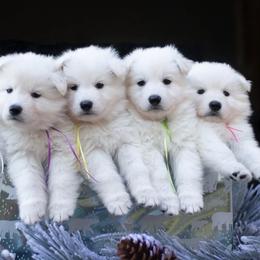 Berger Blanc Suisse puppies from Nordic Dreams White Shepherds