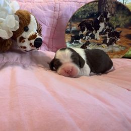 Samantha - Liver and white female English Springer Spaniel puppy in Cookeville, Tennessee from AVE Springer Spaniels